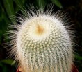 Eriocactus leninghausii cv. albispinus hort.